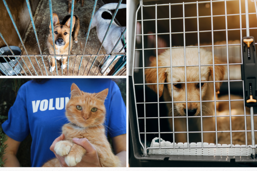 Volunteering at Animal Shelters in Pensacola, Florida: Making a Difference, One Paw at a Time