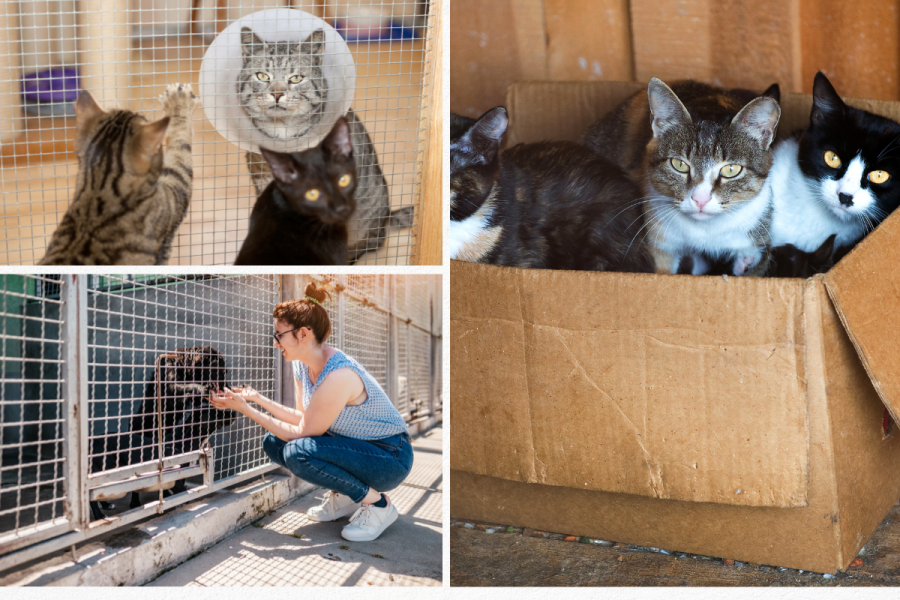Volunteering at Animal Shelters in Tulsa, Oklahoma